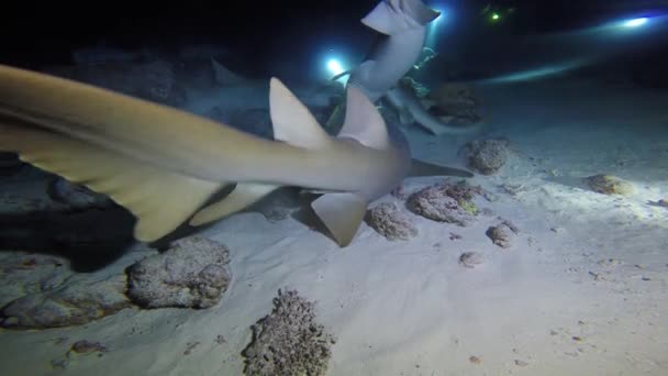 Faszinierendes Nachttauchen Mit Haien Malediven — Stockvideo