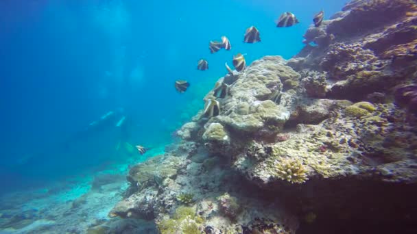 Mergulho Fascinante Nos Recifes Das Maldivas — Vídeo de Stock