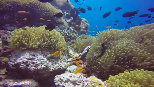 ピエロ魚とアネモネの共生 モルディブのサンゴ礁での魅力的なスキューバダイビング — ストック動画