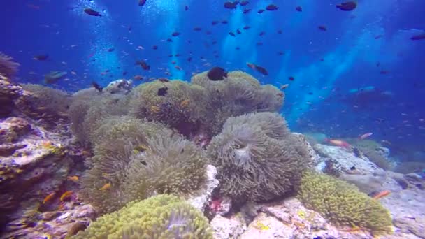 小丑鱼和海葵的共生 马尔代夫珊瑚礁上迷人的水肺潜水 — 图库视频影像