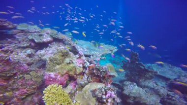 Maldivler resifleri üzerinde büyüleyici tüplü dalış.