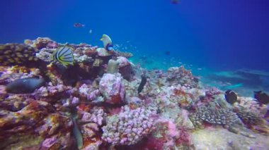 Maldivler resifleri üzerinde büyüleyici tüplü dalış.