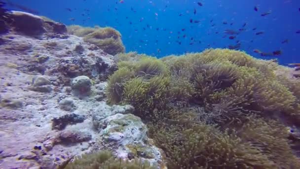 Symbios Clown Fisk Och Anemoner Fascinerande Dykning Reven Maldiverna — Stockvideo