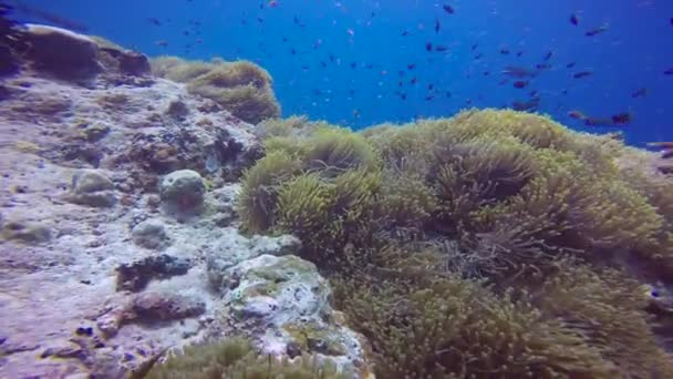 Simbiose Peixes Palhaços Anêmonas Mergulho Fascinante Nos Recifes Das Maldivas — Vídeo de Stock