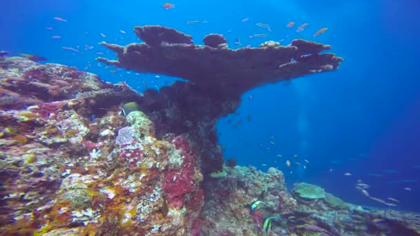 Affascinanti Immersioni Sulle Scogliere Delle Maldive — Video Stock