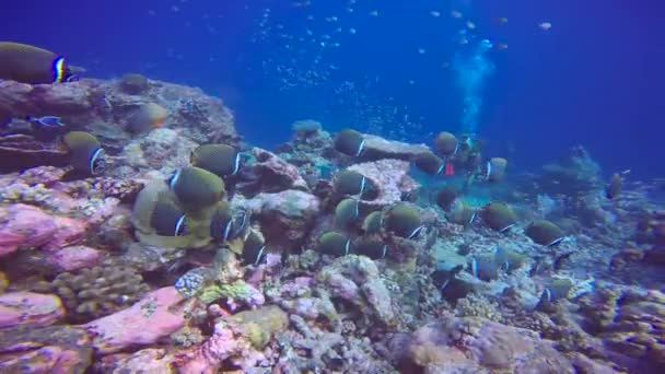 Peces Mariposa Paquistaní Fascinante Buceo Los Arrecifes Las Maldivas — Vídeos de Stock