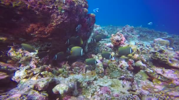 Пакистанська Метелик Риби Захоплюючий Підводне Плавання Рифи Мальдівських Островів — стокове відео