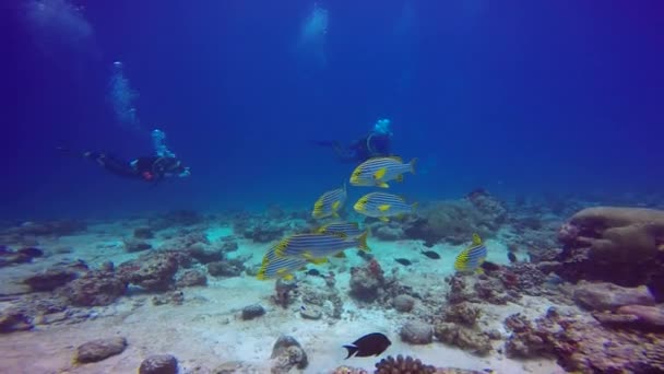 Захоплюючий Підводне Плавання Рифи Мальдівських Островів — стокове відео