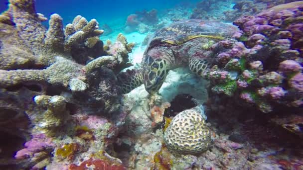Морская Черепаха Захватывающий Дайвинг Рифах Мальдив — стоковое видео