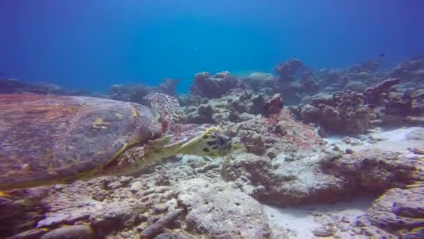 Mořská Želva Fascinující Potápění Útesech Malediv — Stock video