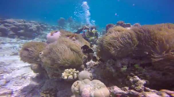 물고기와 말미잘의 몰디브 암초에서 매혹적인 스쿠버 다이빙 — 비디오