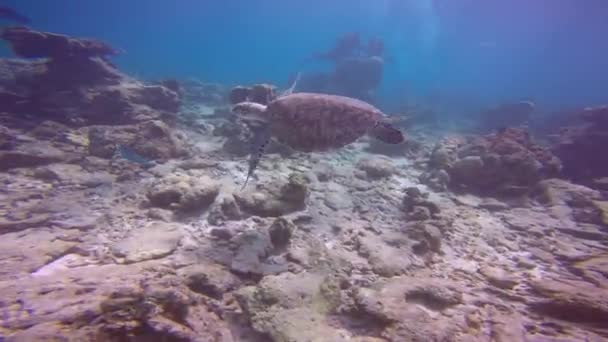 ウミガメ モルディブのサンゴ礁での魅力的なスキューバダイビング — ストック動画
