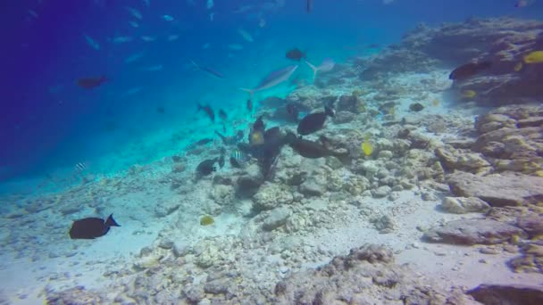 モルディブのサンゴ礁での魅力的なスキューバダイビング — ストック動画