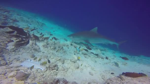 イタチザメ モルディブのサンゴ礁での魅力的なスキューバダイビング — ストック動画
