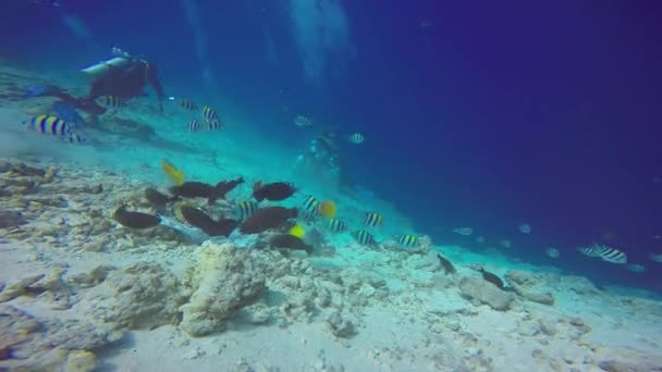 Tubarão Tigre Mergulho Fascinante Nos Recifes Das Maldivas — Vídeo de Stock