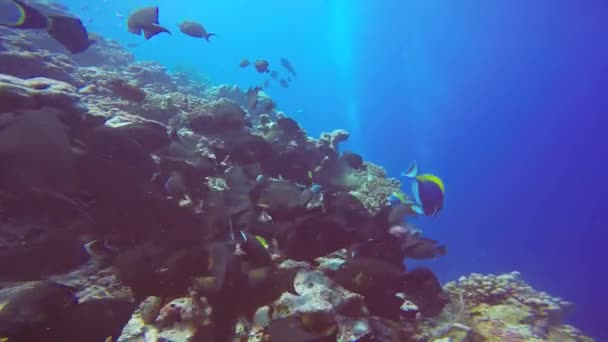 马尔代夫珊瑚礁上迷人的水肺潜水 — 图库视频影像