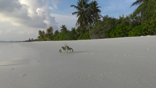 浜辺のカニモルディブ諸島の島々に沿った魅力的な海サファリ旅行 — ストック動画