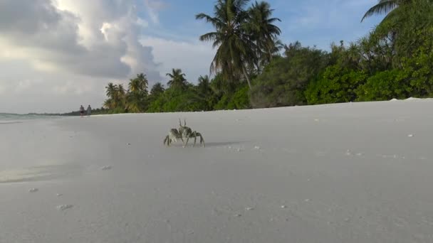 Caranguejo Praia Mar Fascinante Safari Uma Viagem Longo Das Ilhas — Vídeo de Stock