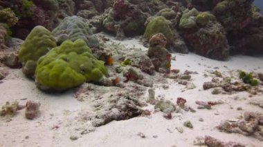 Maldivler resifleri üzerinde büyüleyici tüplü dalış.