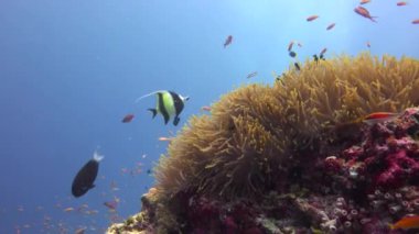 Palyaço balığı ve Anemones simbiosis. Maldivler resifleri üzerinde büyüleyici tüplü dalış.