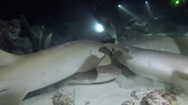 Köpekbalıkları ile gece dalış. Maldivler resifleri üzerinde büyüleyici tüplü dalış.