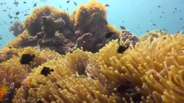 Palyaço balığı ve Anemones simbiosis. Maldivler resifleri üzerinde büyüleyici tüplü dalış.