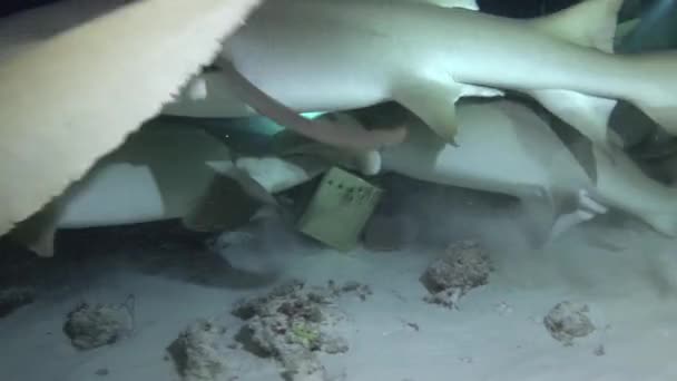 Buceo Nocturno Con Tiburones Fascinante Buceo Los Arrecifes Las Maldivas — Vídeos de Stock