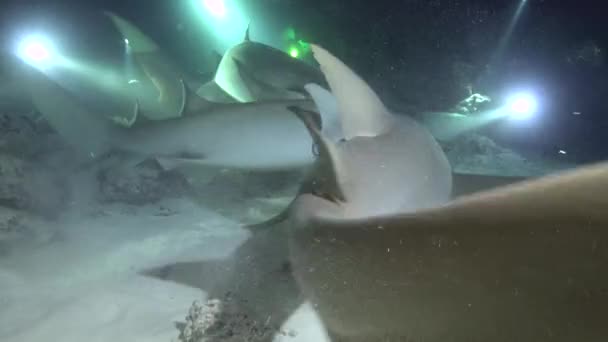 Buceo Nocturno Con Tiburones Fascinante Buceo Los Arrecifes Las Maldivas — Vídeos de Stock