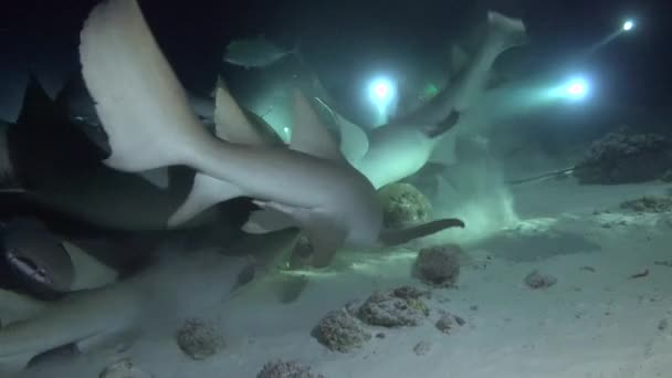 Köpekbalıkları Ile Gece Dalış Maldivler Resifleri Üzerinde Büyüleyici Tüplü Dalış — Stok video