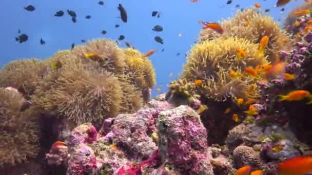 ピエロ魚とアネモネの共生 モルディブのサンゴ礁での魅力的なスキューバダイビング — ストック動画