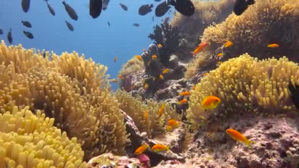 Simbiosis Peces Payaso Anémonas Fascinante Buceo Los Arrecifes Las Maldivas — Vídeos de Stock