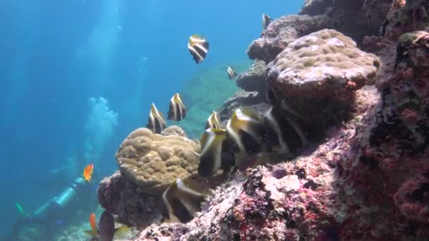 Mergulho Fascinante Nos Recifes Das Maldivas — Vídeo de Stock