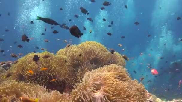 Simbiosis Ikan Badut Dan Anemon Menakjubkan Scuba Diving Terumbu Karang — Stok Video