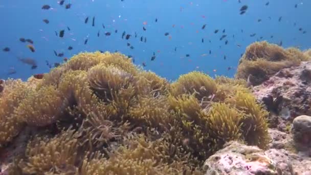 Symbios Clown Fisk Och Anemoner Fascinerande Dykning Reven Maldiverna — Stockvideo