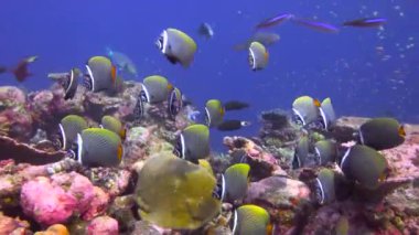 Pakistan Kelebek balığı. Maldivler resifleri üzerinde büyüleyici tüplü dalış.