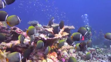 Pakistan Kelebek balığı. Maldivler resifleri üzerinde büyüleyici tüplü dalış.