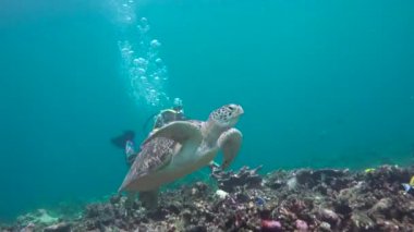 Deniz kaplumbağası. Maldivler resifleri üzerinde büyüleyici tüplü dalış.