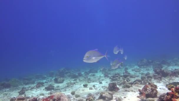 Fascinerende Scuba Diving Riffen Van Malediven — Stockvideo