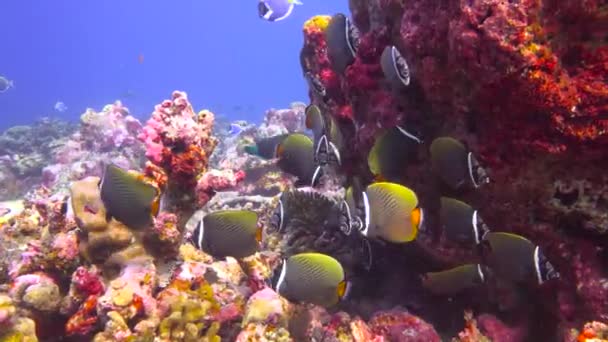 Peces Mariposa Paquistaní Fascinante Buceo Los Arrecifes Las Maldivas — Vídeo de stock