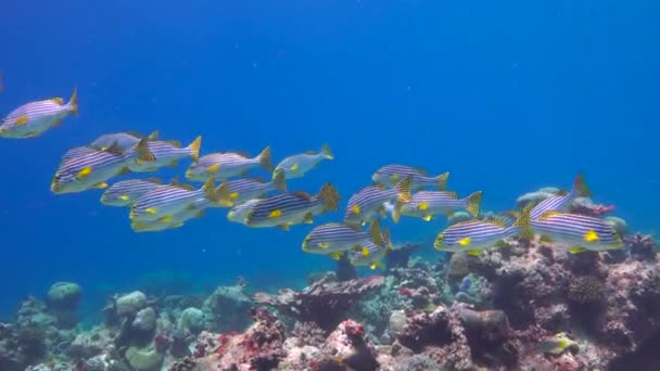 Fascinante Buceo Los Arrecifes Las Maldivas — Vídeo de stock