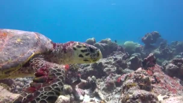 Морская Черепаха Захватывающий Дайвинг Рифах Мальдив — стоковое видео