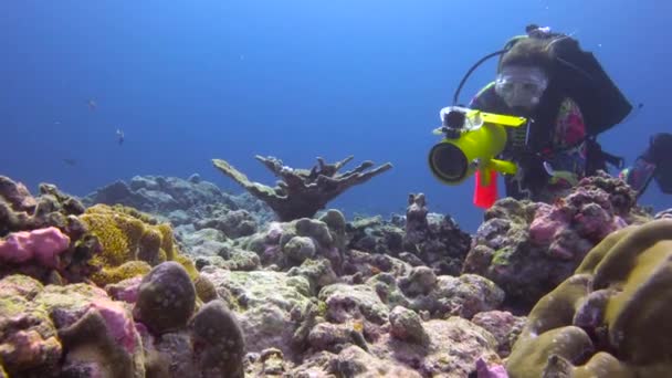 물고기와 말미잘의 몰디브 암초에서 매혹적인 스쿠버 다이빙 — 비디오