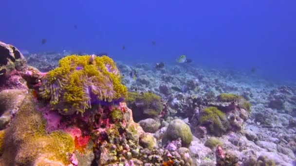 Симбиоз Рыбы Клоуна Анемонов Захватывающий Дайвинг Рифах Мальдив — стоковое видео