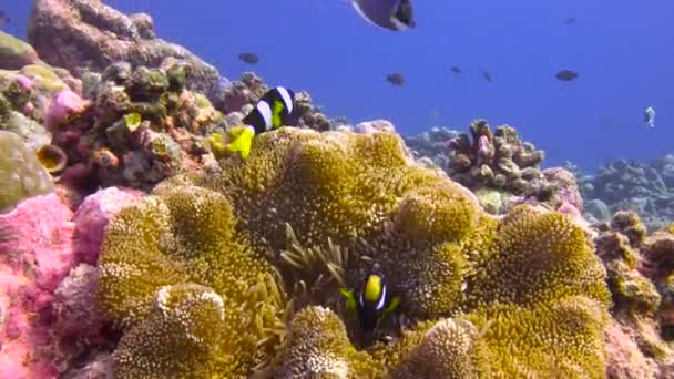 Симбиоз Рыбы Клоуна Анемонов Захватывающий Дайвинг Рифах Мальдив — стоковое видео