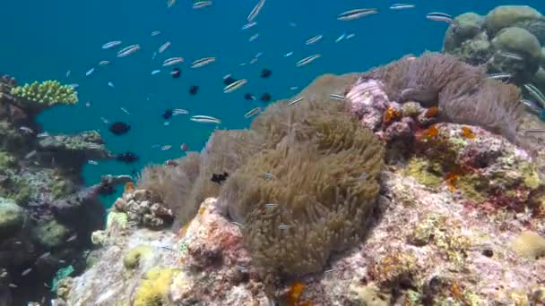 Simbiosis Peces Payaso Anémonas Fascinante Buceo Los Arrecifes Las Maldivas — Vídeos de Stock