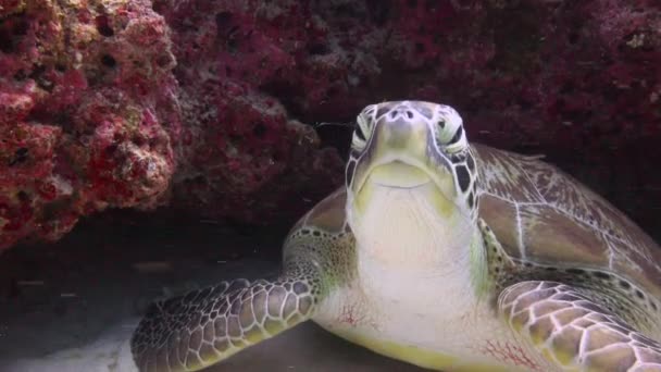 Sea Turtle Fascinating Scuba Diving Reefs Maldives — Stock Video