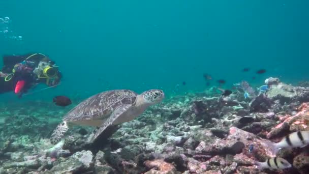 Deniz Kaplumbağası Maldivler Resifleri Üzerinde Büyüleyici Tüplü Dalış — Stok video
