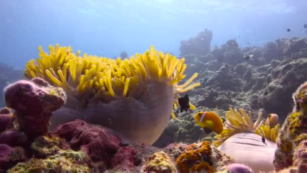 小丑鱼和海葵的共生 马尔代夫珊瑚礁上迷人的水肺潜水 — 图库视频影像