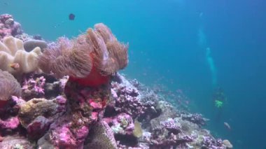 Palyaço balığı ve Anemones simbiosis. Maldivler resifleri üzerinde büyüleyici tüplü dalış.