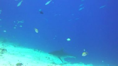 Kaplan köpekbalığı. Maldivler resifleri üzerinde büyüleyici tüplü dalış.